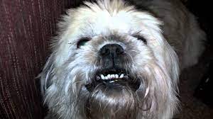 We've got some advice on what to do making sure their new roommate has a quiet, calm area to retreat to could help during the settling in keep calm. How To Make A Dog Angry Youtube