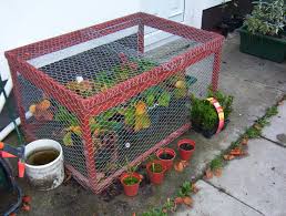 Strawberry Cage For Bird Protection Diy Garden Projects Vegetable Garden Design Above Ground Garden