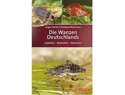 Hier finden sie tipps zur bekämpfung. Die Wanzen Deutschlands Vermandel Com