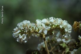 Image result for Dombeya acutangula