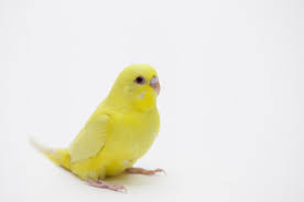 Available Birds Come Visit Petland St Louis Missouri
