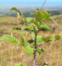 Image result for Rubus ellipticus