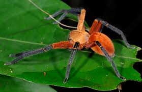 The physical makeup of camel spiders might appear like a mutant spider as they are a cross of a spider, a the body itself and its head are the same as any other spiders but with a powerful pincer attached to their heads. Huntsman Spider Or Wandering Spider From Ecuador What S That Bug