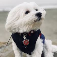 I'd like to also mention that my hair was dyed with drugstore hair dye so i don't think it's permanent. Best Dog Haircuts Near Me May 2021 Find Nearby Dog Haircuts Reviews Yelp
