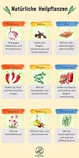Die 10 Besten Heilpflanzen Aus Dem Eigenen Garten Plantura Heilpflanzen Pflanzen Gesunde Krauter