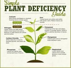 Helpful Leaf Chart Xpost From Gardening Spacebuckets