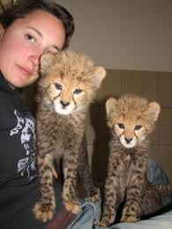 Certificate in Animal Management (CertAnMgmt) (Captive Wild Animals)