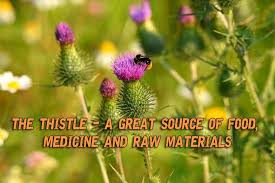 The proven health benefits of milk thistle food will leave you with a smile. The Thistle A Great Source Of Food Medicine And Raw Materials Prepper S Will
