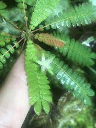 Image result for Biophytum