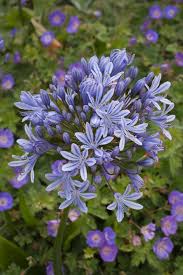 Image result for Agapanthus praecox