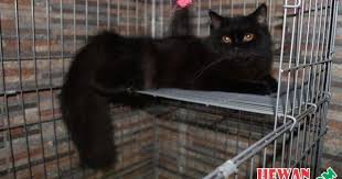 63 gambar kucing lucu ini bakal bikin kamu gemes. Pin Di Kumpulan Gambar Hd