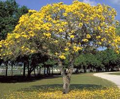 Check spelling or type a new query. Tipuana Tipu The Tree Plantation