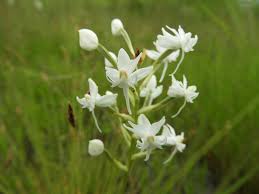 Image result for Habenaria kilimanjari