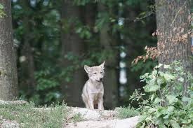 Allentsteig ist eine gemeinde im bezirk zwettl , in niederösterreich österreich , österreich. Wolfsnachwuchs In Allentsteig Naturschutzbund Osterreich