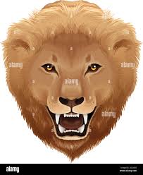 Pathera leo hi-res stock photography and images