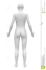 The standard position in which the body is standing with feet together, arms to the basis for the standard anatomical position in humans comes from the supine position used for a coronal or frontal plane divides the body into dorsal and ventral (back and front, or posterior and. Blank Anatomy Female Figure Back View Illustration 41041465 Megapixl