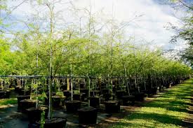 Image result for Acacia xanthophloea