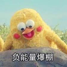 pin by mi萱on 鸚鵡bro memes haha funny