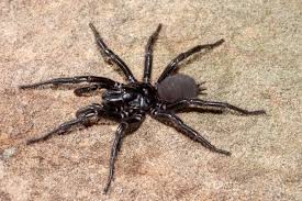 They are a common group with many species that are distributed worldwide. Sydney Funnel Web Spider Facts Fact Animal