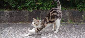 Cat Pose Why Are Cats So Flexible Learn More On Litter Robot Blog