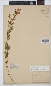 Image result for Dichilus