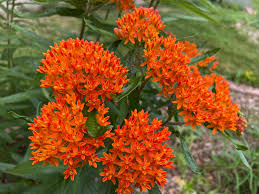 Image result for Asclepias graminifolia