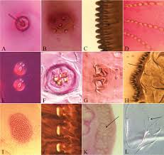 Image result for Embelia welwitschii