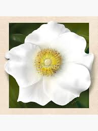 Image result for Rosa laevigata