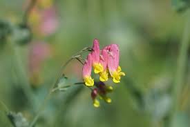 Image result for Corydalis mildbraedii