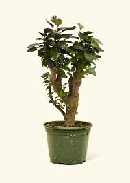 Image result for Polyscias