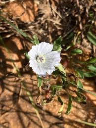 Image result for Monsonia angustifolia