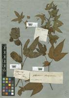 Image result for Gossypioides kirkii