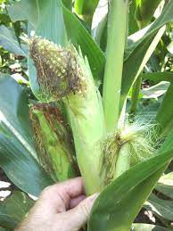 Genetically modified to thwart a voracious bug are falling prey to that very pest in a few iowa fields, the first time a major midwest scourge has developed resistance to a genetically modified crop. Stink Bugs In Corn Nc State Extension