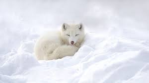 Baby White Fox Wallpapers Top Free Baby White Fox Backgrounds Wallpaperaccess