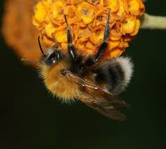 Image result for Bombus hypnorum