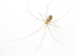 Believe it or not, the average house spider eats about 2,000 insects every year — mosquitoes, silver fish, flies and all the other things that are going to come crawling into your house. What To Expect When Your Cellar Spider Is Expecting Ibycter