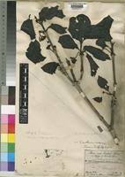 Image result for Afrocanthium lactescens