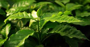 Image result for Coffea schliebenii