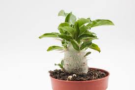 Image result for Pachypodium saundersii