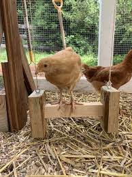 Pin On My Backyard Chickens
