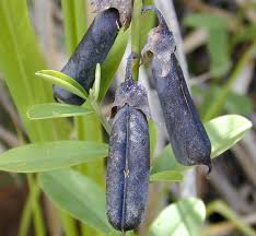 Image result for Crotalaria subtilis