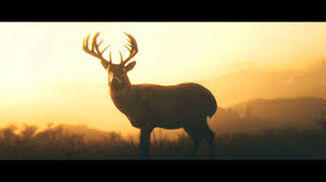 Maybe you would like to learn more about one of these? Wallpaper Red Dead Redemption 2 Nature 1920x1080 Skroll 1766711 Hd Wallpapers Wallhere