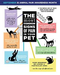 We did not find results for: Signs Of Dog Pain In Canton Mi Arbor Pointe Veterinary Hospital