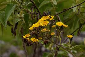 Image result for Anisopappus kirkii