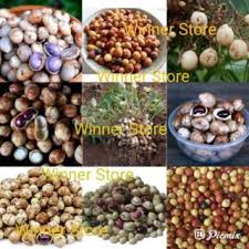 Check spelling or type a new query. Biji Benih Kacang Bogor Bambara Shopee Indonesia