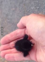 A Tiny Baby Crow Animals Baby Crows Rare Animals Animals Beautiful