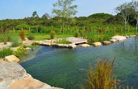 Set In A Field This Pool Is Fresh And Natural Natural Swimming Ponds Saltwater Pool Swimming Pond