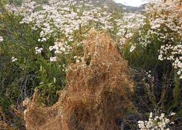 Image result for Cuscuta abyssinica