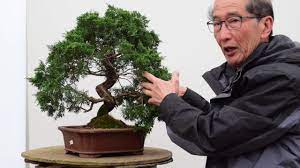 You have most of our native species that are running junipers and you have the japanese species that are mounding junipers. Juniper Bonsai Re Shape Youtube