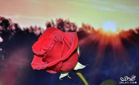 اروع باقات الزهور2018 صور وزهور جديدة2018 صور روعه 3dlat net 06 17 b5e2 rose images inside plants flowers